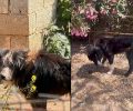 Έγινε καλά και χρειάζεται σπιτικό ο σκύλος που τον κακοποιούσε κτηνοτρόφος στην Ανάβυσσο Αττικής (βίντεο)