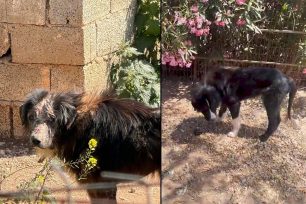 Έγινε καλά και χρειάζεται σπιτικό ο σκύλος που τον κακοποιούσε κτηνοτρόφος στην Ανάβυσσο Αττικής (βίντεο)
