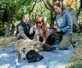 Έσωσαν αρκούδα που έπεσε σε κώμα μετά από τροχαίο και τη βρήκαν δολοφονημένη με φόλα στη Φλώρινα (βίντεο)