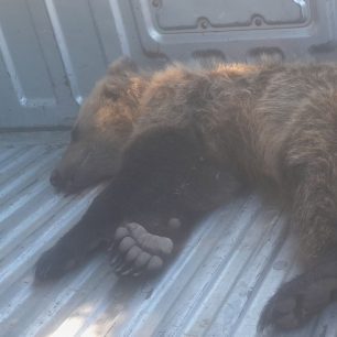 Έσωσαν αρκούδα που έπεσε σε κώμα μετά από τροχαίο και τη βρήκαν δολοφονημένη με φόλα στη Φλώρινα (βίντεο) 1 ArkoudaKirkiTroxaioKastoriaDispilio9 8 2025 2