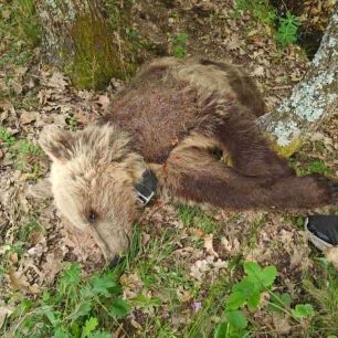 Έσωσαν αρκούδα που έπεσε σε κώμα μετά από τροχαίο και τη βρήκαν δολοφονημένη με φόλα στη Φλώρινα (βίντεο) 4 ArkoudaKirkiYdroussaFlorinasDilitiriasmeniFola12 6 2026 4