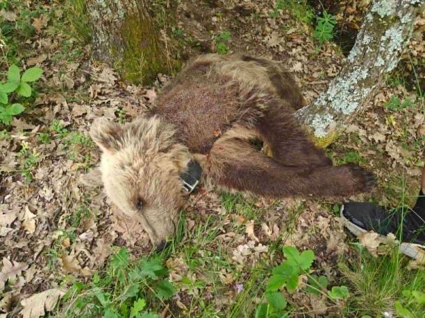 Έσωσαν αρκούδα που έπεσε σε κώμα μετά από τροχαίο και τη βρήκαν δολοφονημένη με φόλα στη Φλώρινα (βίντεο)