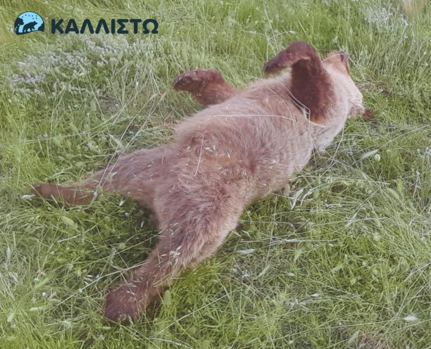 Πυλωρί Κοζάνης: Σκότωσε αρκουδάκι με κυνηγετικό όπλο πυροβολώντας το τρεις φορές στο κεφάλι