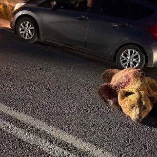 Ακόμα μια αρκούδα δολοφονημένη με κυνηγετικό όπλο κοντά στο Αρμενοχώρι Φλώρινας 3 ArmenoxoriFlorinasPyrovolimeniArkouda12 6 2026 1