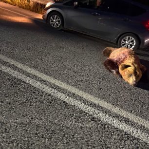 Ακόμα μια αρκούδα δολοφονημένη με κυνηγετικό όπλο κοντά στο Αρμενοχώρι Φλώρινας 4 ArmenoxoriFlorinasPyrovolimeniArkouda12 6 2026 3