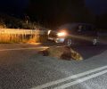 Η στοχοποίηση αρκούδων και λύκων και οι προτροπές για δολοφονίες άγριων ζώων δεν είναι τυχαίες