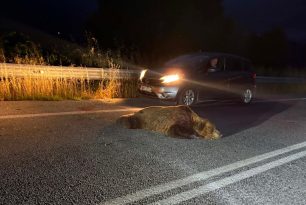 Η στοχοποίηση αρκούδων και λύκων και οι προτροπές για δολοφονίες άγριων ζώων δεν είναι τυχαίες