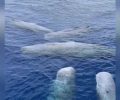 Φυσητήρες μεταξύ Λευκάδας και Παξών (βίντεο)