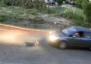 Διαδικτυακό αμόκ για λιντσάρισμα και θανάτωση οδηγού που πάτησε και σκότωσε σκύλο στη Γαστούνη Ηλείας (βίντεο)