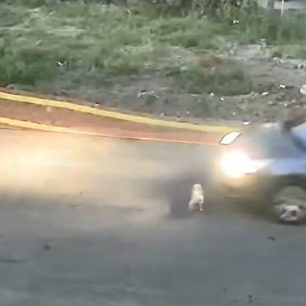 Ηλεία: 60χρονη γυναίκα και κάτοικος Γαστούνης η οδηγός που πάτησε και σκότωσε τον ηλικιωμένο σκύλο (βίντεο) 1 GastouniIleiasOdigosIXPatiseSkylo18 6 2026 3