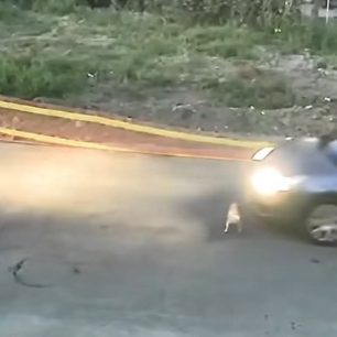 Ηλεία: 60χρονη γυναίκα και κάτοικος Γαστούνης η οδηγός που πάτησε και σκότωσε τον ηλικιωμένο σκύλο (βίντεο) 2 GastouniIleiasOdigosIXPatiseSkylo18 6 2026 4