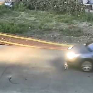 Ηλεία: 60χρονη γυναίκα και κάτοικος Γαστούνης η οδηγός που πάτησε και σκότωσε τον ηλικιωμένο σκύλο (βίντεο) 3 GastouniIleiasOdigosIXPatiseSkylo18 6 2026 5