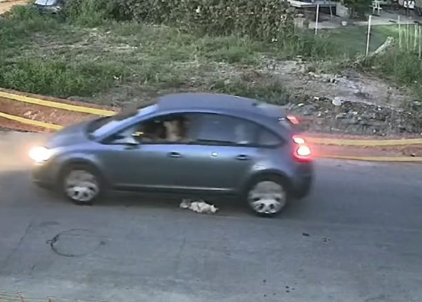 Γαστούνη Ηλείας: Οδηγός με αυτοκίνητο πάτησε σκόπιμα και σκότωσε γερικό αδέσποτο σκύλο (βίντεο)