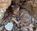 Έκκληση για έξοδα περίθαλψης γάτας που εντοπίστηκε να αργοπεθαίνει σε παραλία της Αγίας Μαρίνας Αττικής (βίντεο)