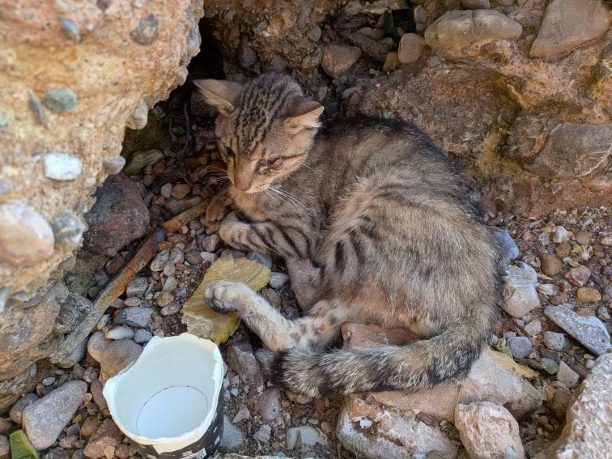Έκκληση για έξοδα περίθαλψης γάτας που εντοπίστηκε να αργοπεθαίνει σε παραλία της Αγίας Μαρίνας Αττικής (βίντεο)