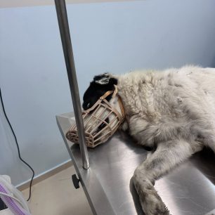 Γουριά Αιτωλοακαρνανίας: Σκύλος τραυματισμένος και πυροβολημένος με κυνηγετικό και αεροβόλο όπλο (βίντεο) 2 GouriaAitoloakarnaniasPyrovolimenosSkylosSkagiaAerovolo29 5 2026 1
