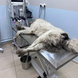 Γουριά Αιτωλοακαρνανίας: Σκύλος τραυματισμένος και πυροβολημένος με κυνηγετικό και αεροβόλο όπλο (βίντεο) 3 GouriaAitoloakarnaniasPyrovolimenosSkylosSkagiaAerovolo29 5 2026 2