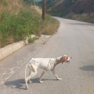 Καρδίτσα: Σκελετωμένος από πείνα και δίψα σκύλος που βρέθηκε γεμάτος τσιμπούρια στη λίμνη Πλαστήρα (βίντεο) 5 KarditsaLimniPlastiraSkeletomenosSkylos15 6 2026 2