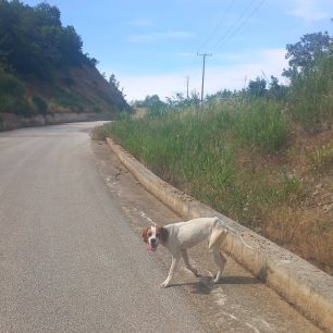 Καρδίτσα: Σκελετωμένος από πείνα και δίψα σκύλος που βρέθηκε γεμάτος τσιμπούρια στη λίμνη Πλαστήρα (βίντεο) 8 KarditsaLimniPlastiraSkeletomenosSkylos15 6 2026 5