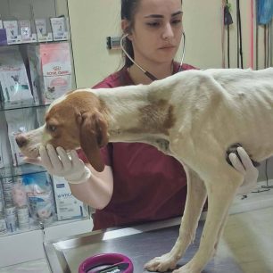 Καρδίτσα: Σκελετωμένος από πείνα και δίψα σκύλος που βρέθηκε γεμάτος τσιμπούρια στη λίμνη Πλαστήρα (βίντεο) 26 KarditsaLimniPlastiraSkeletomenosSkylos16 6 2026 11
