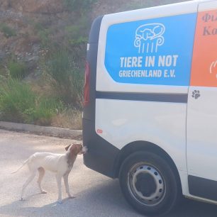 Καρδίτσα: Σκελετωμένος από πείνα και δίψα σκύλος που βρέθηκε γεμάτος τσιμπούρια στη λίμνη Πλαστήρα (βίντεο) 11 KarditsaLimniPlastiraSkeletomenosSkylos16 6 2026 3
