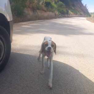Καρδίτσα: Σκελετωμένος από πείνα και δίψα σκύλος που βρέθηκε γεμάτος τσιμπούρια στη λίμνη Πλαστήρα (βίντεο) 13 KarditsaLimniPlastiraSkeletomenosSkylos16 6 2026 4