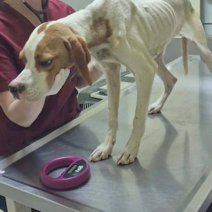 Καρδίτσα: Σκελετωμένος από πείνα και δίψα σκύλος που βρέθηκε γεμάτος τσιμπούρια στη λίμνη Πλαστήρα (βίντεο) 18 KarditsaLimniPlastiraSkeletomenosSkylos16 6 2026 9
