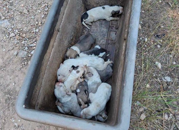 Κηφισιά Αττικής: Βρήκε 10 νεογέννητα κουτάβια πεταμένα σε γλάστρα μέσα στο δάσος (βίντεο)