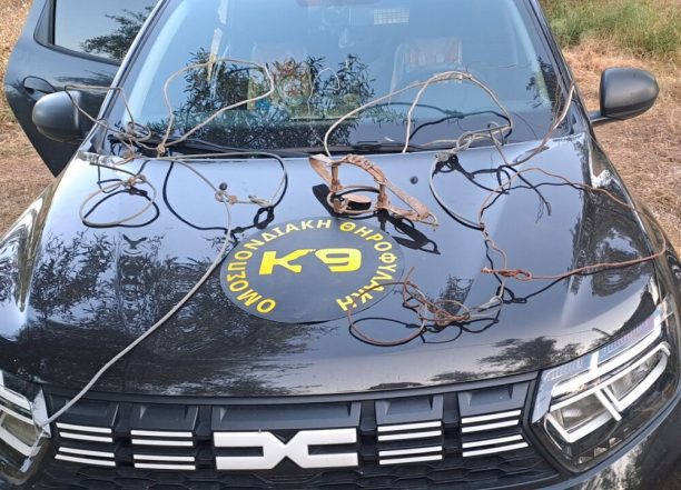 Κιβέρι Αργολίδας: Κυνηγός έβαλε παρανόμως δόκανο και συρμάτινες θηλιές θέτοντας σε κίνδυνο ανθρώπους και ζώα (βίντεο)