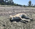 Κορωνησία Άρτας: Σκύλος νεκρός κείτεται στην παραλία – Είχε στειρωθεί πριν τρεις ημέρες