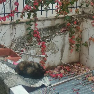 Κορυδαλλός Αττικής: Τρεις γάτες νεκρές δολοφονημένες με φόλες (βίντεο) 1 KorydallosAttikisDilitiriasmeniGata8 6 2026 0