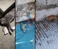 Κορυδαλλός Αττικής: Τρεις γάτες νεκρές δολοφονημένες με φόλες (βίντεο)