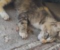 Κορυδαλλός Αττικής: Καταγγέλλει τη δολοφονία 30 γατιών με φόλες στην οδό Μαυρομιχάλη