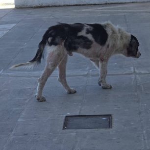 Λαύριο Αττικής: Έκκληση για να σωθεί ο εξαθλιωμένος και άρρωστος σκύλος (βίντεο) 6 LavrioAttikisArrostosSkylos23 6 2026 5