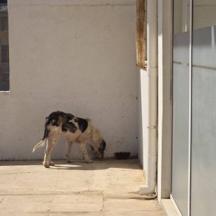 Λαύριο Αττικής: Έκκληση για να σωθεί ο εξαθλιωμένος και άρρωστος σκύλος (βίντεο) 2 LavrioAttikisArrostosSkylos23 6 2026 6