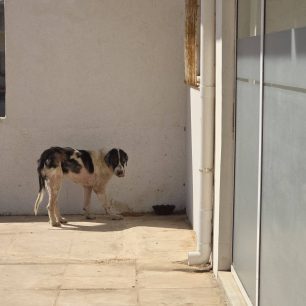 Λαύριο Αττικής: Έκκληση για να σωθεί ο εξαθλιωμένος και άρρωστος σκύλος (βίντεο) 1 LavrioAttikisArrostosSkylos23 6 2026 7