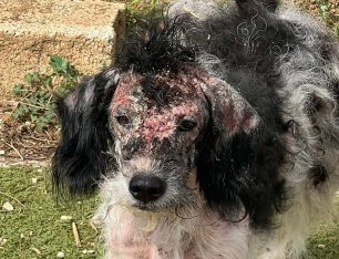 Λογγάδες Ιωαννίνων: Έσωσαν άρρωστο σκύλο που περιφερόταν εξαθλιωμένος για καιρό (βίντεο)