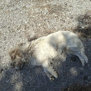 Μύρα Λάρισας: Με φόλες δολοφόνησε γάτες και σκύλο 3 MoiraLarisasDilitiriamenosSkylos6 6 2026 3