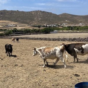 MykonosAnoMeraAgeladesDemenaPodia17 6 2026 2