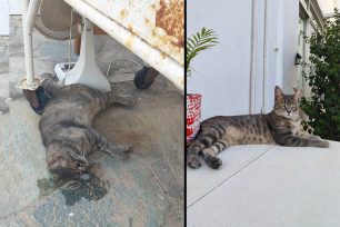 Μύκονος: Ακόμα μια γάτα δολοφονημένη με φόλα στον Ορνό