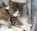 Νεοχώρι Χαλκιδικής: Ζητάει βοήθεια για περίθαλψη και στείρωση τραυματισμένης αδέσποτης γάτας και κανείς δεν νοιάζεται