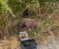 Έκκληση για να σωθεί σοβαρά άρρωστο σκύλος που βρίσκεται στην Πάλαιρο Αιτωλοακαρνανίας