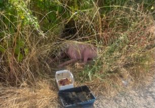 Έκκληση για να σωθεί σοβαρά άρρωστο σκύλος που βρίσκεται στην Πάλαιρο Αιτωλοακαρνανίας