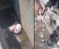 Παλιάμπελα Αιτωλοακαρνανίας: Έκλεισε 7 νεογέννητα κουτάβια σε τσουβάλια και τα πέταξε ζωντανά στο νερό σε φρεάτιο όμβριων (βίντεο)