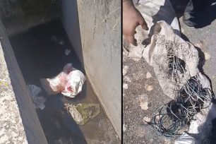 Παλιάμπελα Αιτωλοακαρνανίας: Έκλεισε 7 νεογέννητα κουτάβια σε τσουβάλια και τα πέταξε ζωντανά στο νερό σε φρεάτιο όμβριων (βίντεο)