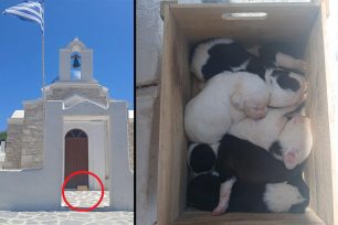 Πάρος: Εγκατέλειψε έξι νεογέννητα κουτάβια έξω από από το εκκλησάκι του Αγίου Φωκά (βίντεο)