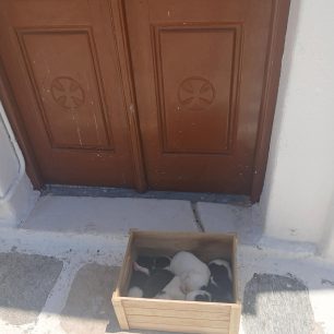 Πάρος: Εγκατέλειψε έξι νεογέννητα κουτάβια έξω από από το εκκλησάκι του Αγίου Φωκά (βίντεο) 3 ParosAgiosFokasEkklisakiKoutaKoutavia22 6 2026 3