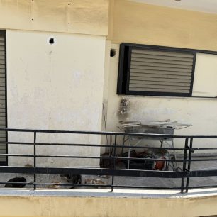 Πέραμα Αττικής: Πολλές γάτες εγκλωβισμένες σε ακατοίκητη πολυκατοικία – Έκκληση για να σωθούν 4 PeramaAttikisGatesPolykatoikia9 6 2026 1