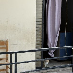 Πέραμα Αττικής: Πολλές γάτες εγκλωβισμένες σε ακατοίκητη πολυκατοικία – Έκκληση για να σωθούν 2 PeramaAttikisGatesPolykatoikia9 6 2026 2