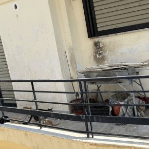 Πέραμα Αττικής: Πολλές γάτες εγκλωβισμένες σε ακατοίκητη πολυκατοικία – Έκκληση για να σωθούν 1 PeramaAttikisGatesPolykatoikia9 6 2026 3